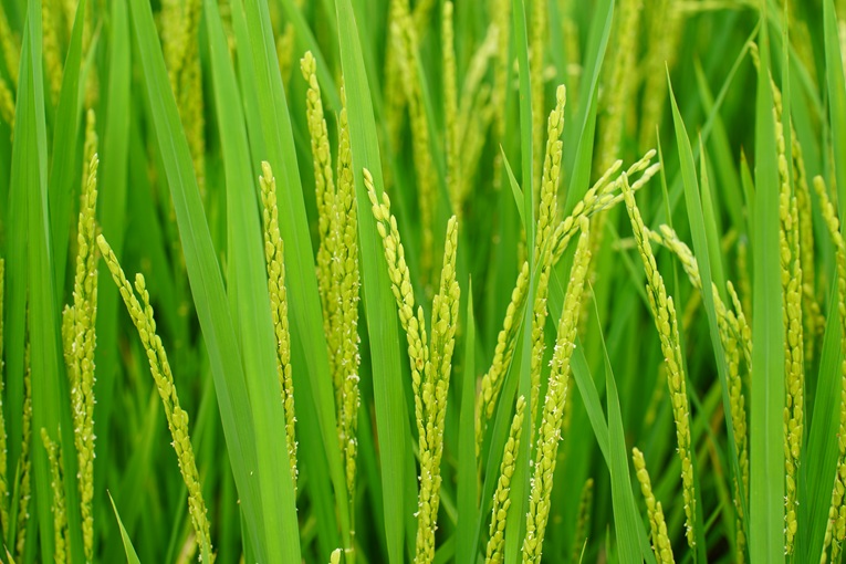 벼 겉보리 유래 효소 기반 플라바논 생물전환 공정 개발 썸네일