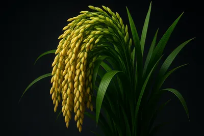 질소 이용 효율 40%↑ 차세대 형질전환 벼 개발 썸네일