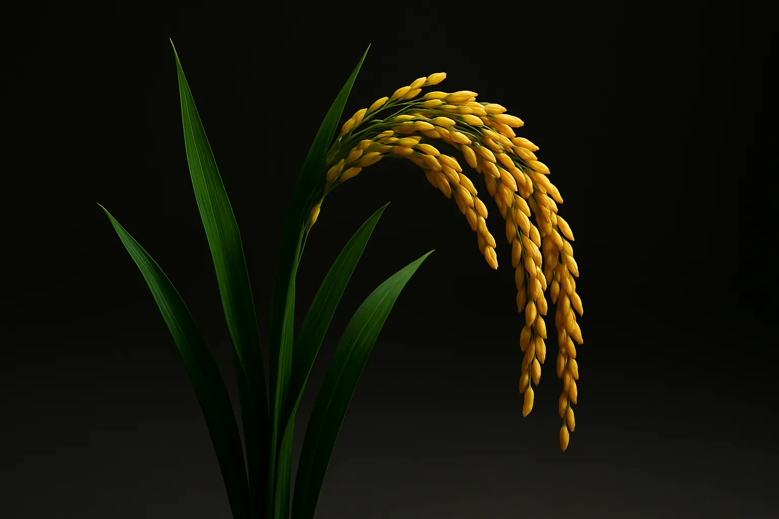 OsSGR 프로모터 활용 벼 노화 늦춰 수확량 증대 기술 개발 썸네일