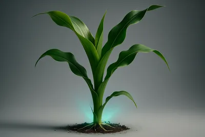 식물 소기관 DNA 아데닌-구아닌 염기 교정 기술 개발 썸네일